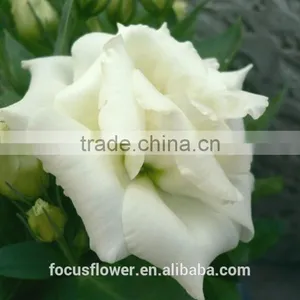 Colorful Fresh Cut Eustoma Flowers Fresh Flowers From China thumbnail-4