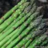Sell Frozen Asparagus (White and Green) thumbnail-1