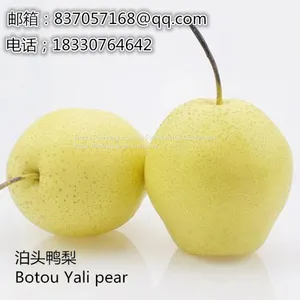 2019Botou Ya Pear Wholesalefengshui Pear Huangguan Pear thumbnail-3