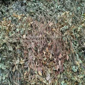 Herbal Medicine Houttuynia thumbnail-3