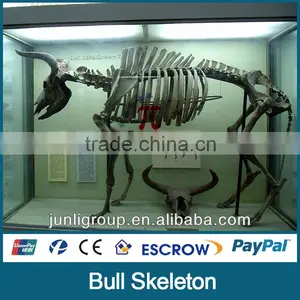 JLDF-G-0026 Hot Sell Fiberglass Bull Skeleton thumbnail-1