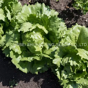 Hybrid Iceberg Lettuce Seeds With Competitive Price thumbnail-4