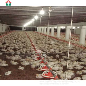 Chicken Broiler Houses thumbnail-2