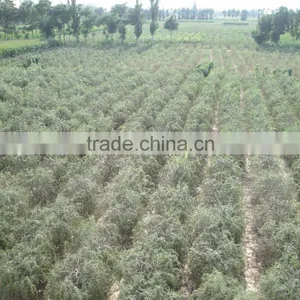 Ningxia Ninghai Goji Berry thumbnail-2