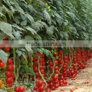 Professional Hydroponic Greenhouse for Plant Factory and Soilles Growing Systems thumbnail-5