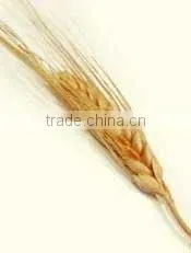 Wheatgerm Oil thumbnail-1