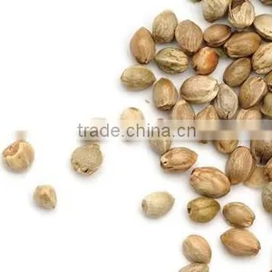 Pure Hemp Seeds Oil thumbnail-4