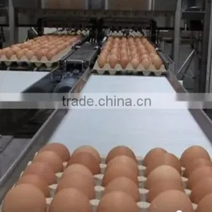 CLEAN FRESH WHITE AND BROWN EGGS FOR SALE BRAZIL ORIGIN thumbnail-6