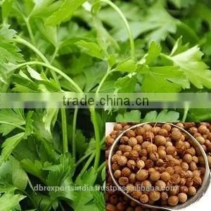 Coriander Oil (Co2) thumbnail-1