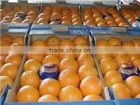 Fresh Naval and Valencia Oranges South African Oranges thumbnail-1