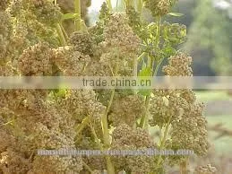 FRESH INDIAN QUINOA CERTIFIED BY KOSHER, GMP, HALAL, ISO22000, FDA thumbnail-6