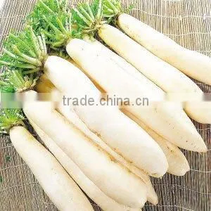 Beautiful China White Radish thumbnail-1