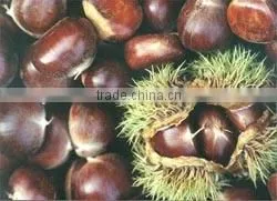 Best Selling Dandong Chestnut From Shandong thumbnail-1