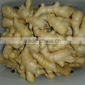 Good Quality Chinese Organic Ginger thumbnail-5