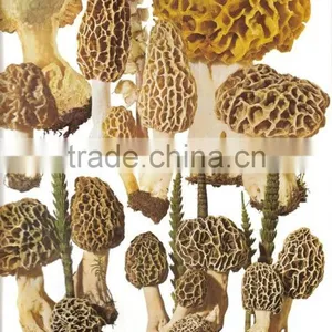 Detan Dried Morels ,whole ,slices, thumbnail-3