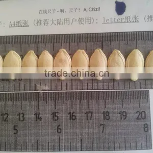 Shine Skin Pumpkin Seed of 2016 10mm,11mm,12mm thumbnail-3