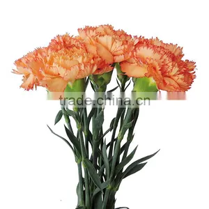 Fresh Cut Flowers Carnation Varieties Flowers thumbnail-5