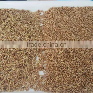 Color Sorter Equipment / Wheat Color Sorter Supplier thumbnail-3