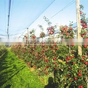 Apple Tree Anti Hail Net, Hail Protection Net thumbnail-2