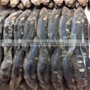 Frozen Block Anchovy thumbnail-5