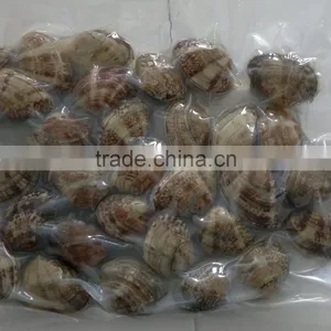 2016 New Season Frozen Vacuum Packed Short Necked Clam thumbnail-3