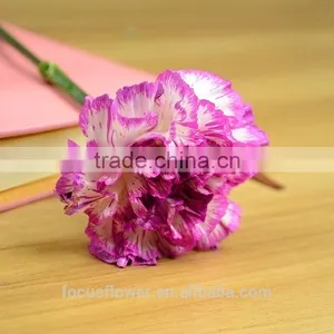 Magnificent Cut Flower Holland Carnation for Interior Decoration thumbnail-1