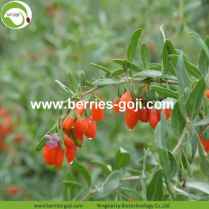 Factory Supply Nutrition Dried Organic Goji thumbnail-2