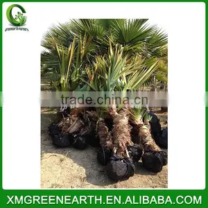 Pandanus Utilis (1) thumbnail-1