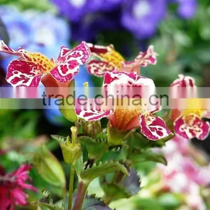 Golden Monkeyflower ,Mimulus , Flower Seeds , Herb Seed,vegetalbe Seed,fruit Seed,grass Seed thumbnail-5