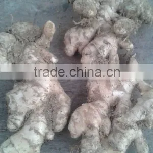 VIETNAM FRESH GINGER ON SALE thumbnail-1