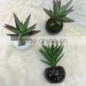 Beautiful Selling PP Material Simulation Succulents for Table Decoration thumbnail-1