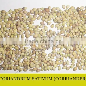 CORIANDER thumbnail-1