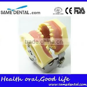 Dental Eduction Assitant No. DEA-06 thumbnail-2