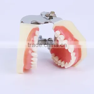 New Design Wholesale Dental Teaching Model Standard Tooth Model of White Alundum Dentition Model thumbnail-4