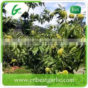 Fresh Sweet Chestnut in Shell for Sale thumbnail-6