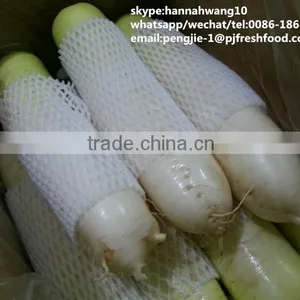2016 White Green Fresh Radish thumbnail-2