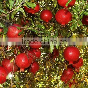 Fresh Pomegranate ( Variety: Grand - Wonderful ) thumbnail-1