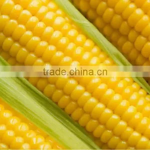 Hot Saled Dried Food FD Corn Powder thumbnail-6