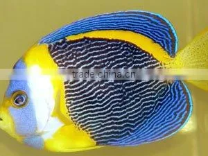 Australian Wholesale Tropical Fish Aquarium Marine Fish thumbnail-1