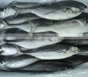 Horse Mackerel thumbnail-1