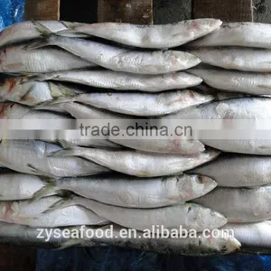 New Stock Sardine Seafood Supplier for Export thumbnail-1