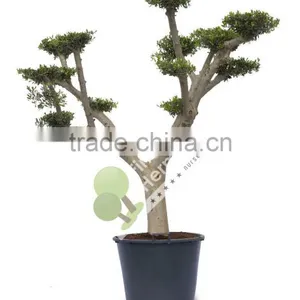 Olea Europaea "Pompon" Young Skin Trunk Small & Medium thumbnail-1
