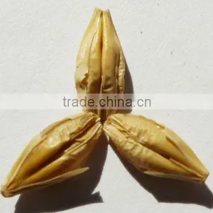 Organic Barley thumbnail-1