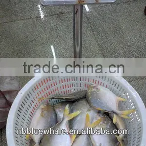 300-500G 400-600G 500-700G 800G UP Fresh Pomfret thumbnail-6