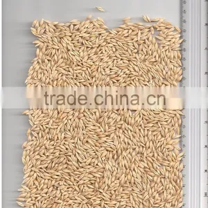 BARLEY thumbnail-2