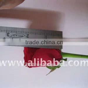 CHEAP RED FRESH Rose Flowers thumbnail-1