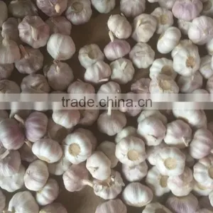 Garlic thumbnail-2
