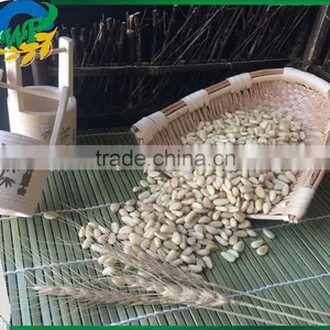 Chinese Pinenut Kernel Big Size thumbnail-3