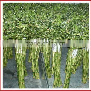 Spiral Lucky Bamboo 25cm-100cm DRACAENA SANDERIANA Air Bonsai Tree Indoor Aquatic Feng Shui Plants Nursery Garden Decoration thumbnail-3