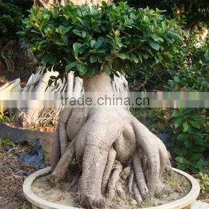 Flowers With Plants for Home Money Tree With Cheap Price thumbnail-4